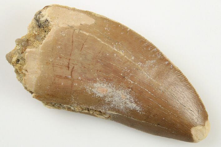 Serrated, 2.3" Carcharodontosaurus Tooth - Real Dinosaur Tooth